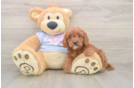 Cavapoo Puppy for Adoption