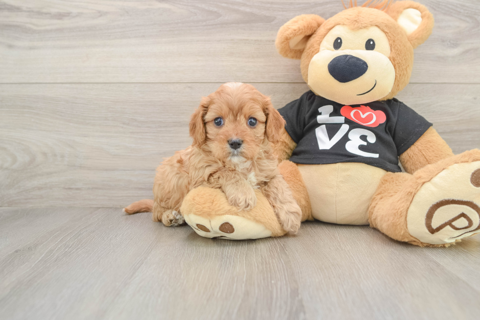 Cavapoo Pup Being Cute
