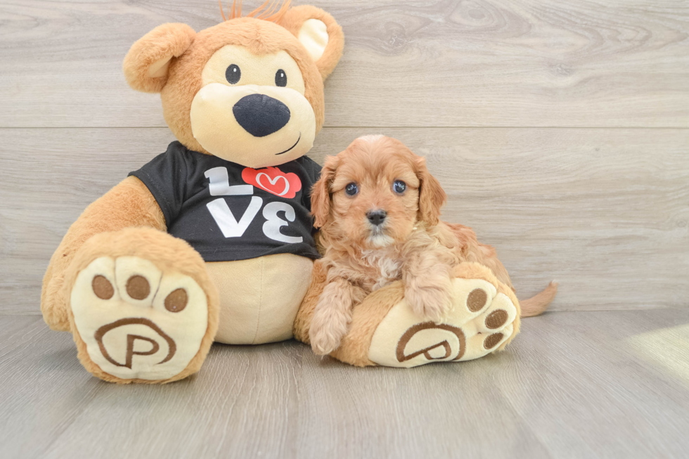 Smart Cavapoo Poodle Mix Pup