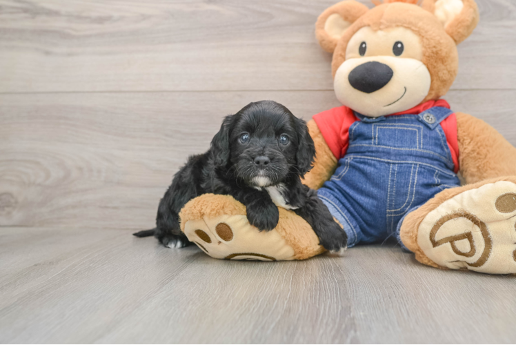 Cavapoo Pup Being Cute