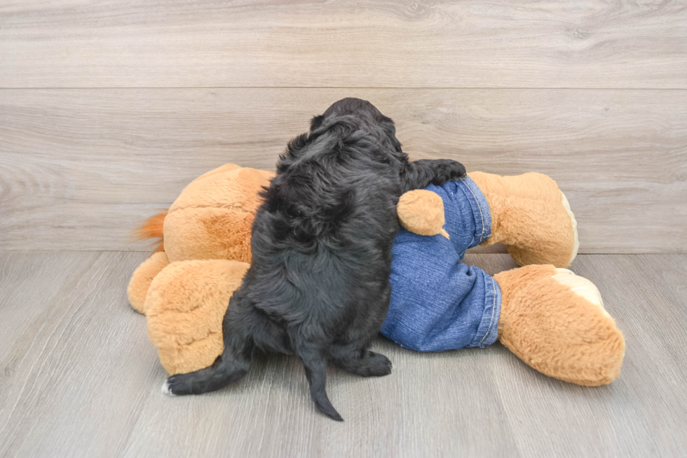 Playful Cavapoodle Poodle Mix Puppy