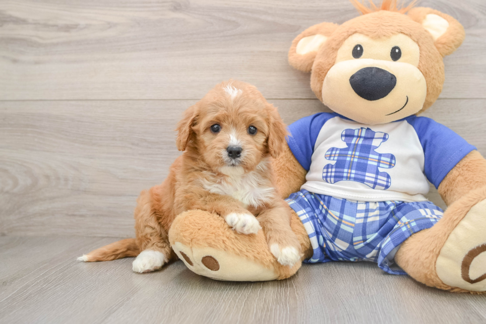 Cavapoo Pup Being Cute