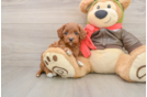 Little Cavipoo Poodle Mix Puppy