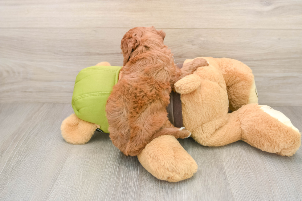 Little Cavipoo Poodle Mix Puppy