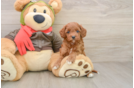 Petite Cavapoo Poodle Mix Pup