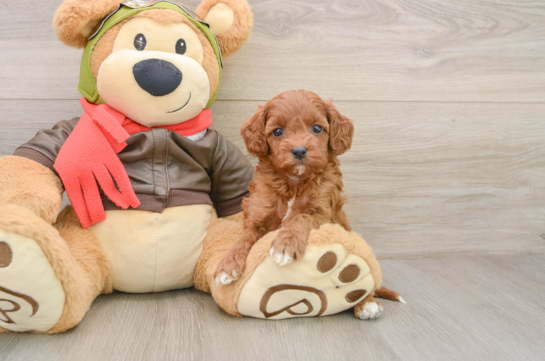 Petite Cavapoo Poodle Mix Pup
