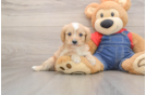 Cavapoo Pup Being Cute