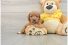 Cavapoo Puppy for Adoption