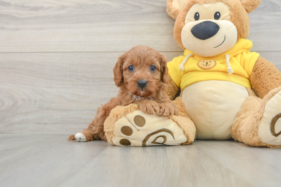 Cavapoo Puppy for Adoption