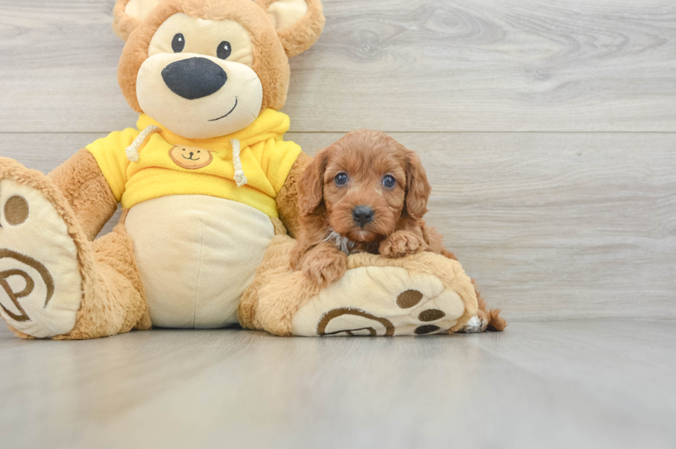 7 week old Cavapoo Puppy For Sale - Windy City Pups