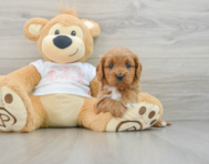 7 week old Cavapoo Puppy For Sale - Windy City Pups