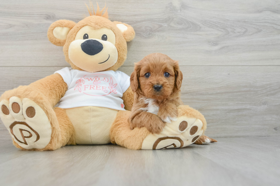 6 week old Cavapoo Puppy For Sale - Windy City Pups