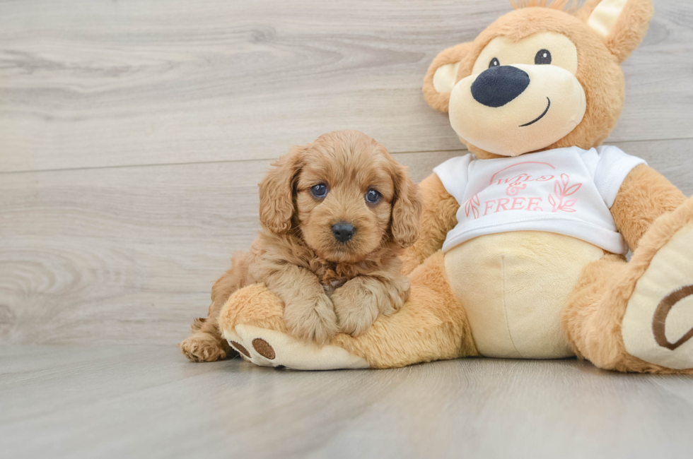 6 week old Cavapoo Puppy For Sale - Windy City Pups