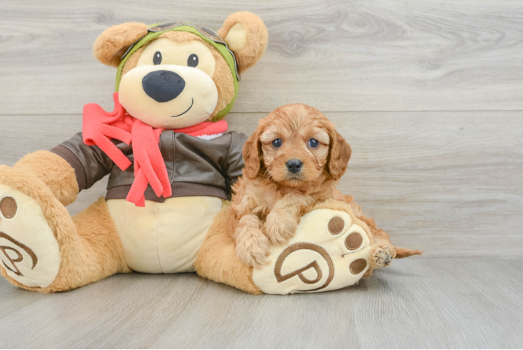 Energetic Cavoodle Poodle Mix Puppy