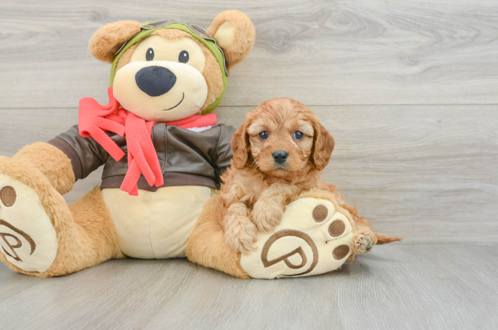 6 week old Cavapoo Puppy For Sale - Windy City Pups