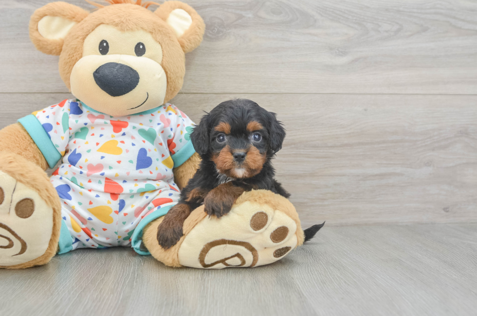 6 week old Cavapoo Puppy For Sale - Windy City Pups