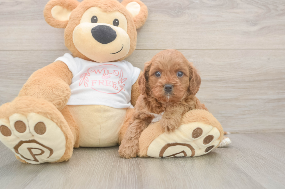 5 week old Cavapoo Puppy For Sale - Windy City Pups