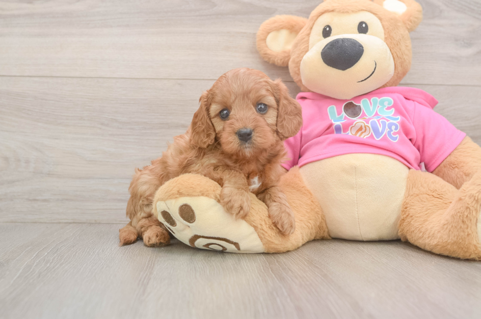 5 week old Cavapoo Puppy For Sale - Windy City Pups