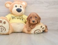 8 week old Cavapoo Puppy For Sale - Windy City Pups