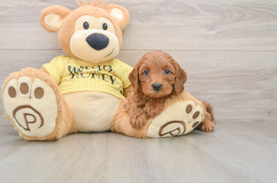 Cavapoo Pup Being Cute