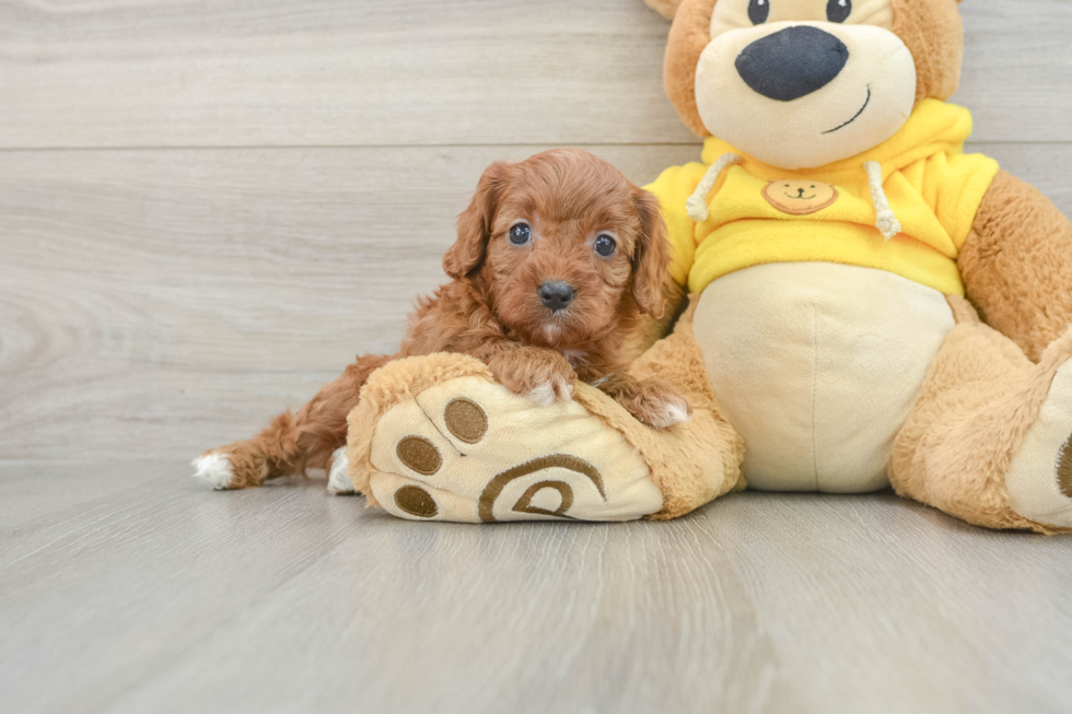 Best Cavapoo Baby