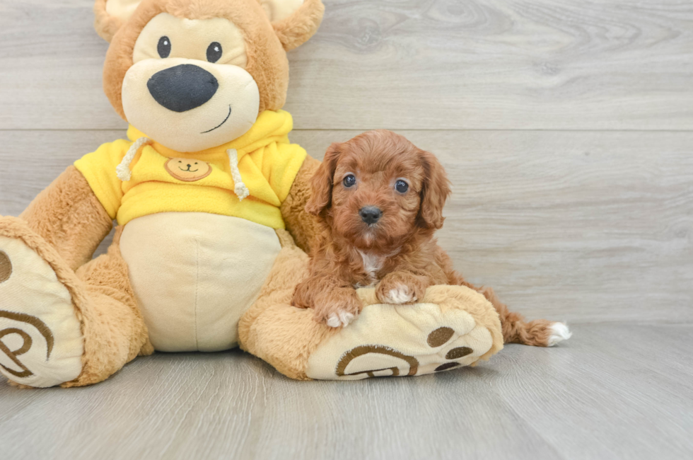 7 week old Cavapoo Puppy For Sale - Windy City Pups