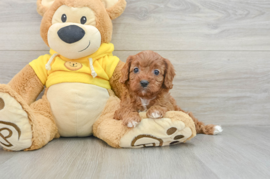 Best Cavapoo Baby