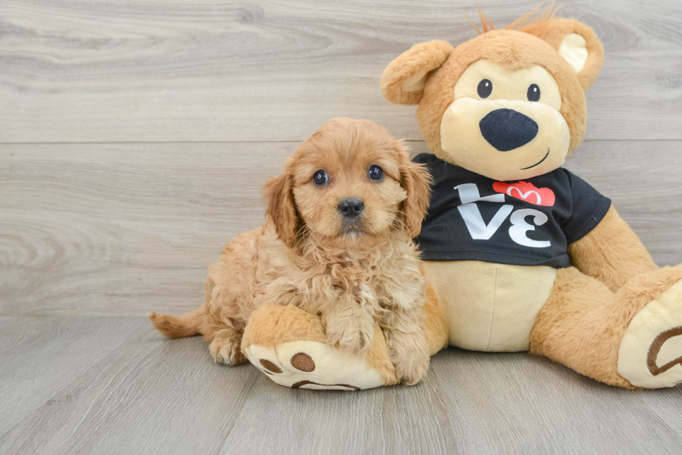 Happy Cavapoo Baby