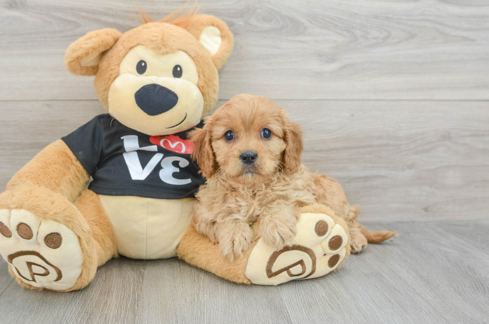 6 week old Cavapoo Puppy For Sale - Windy City Pups