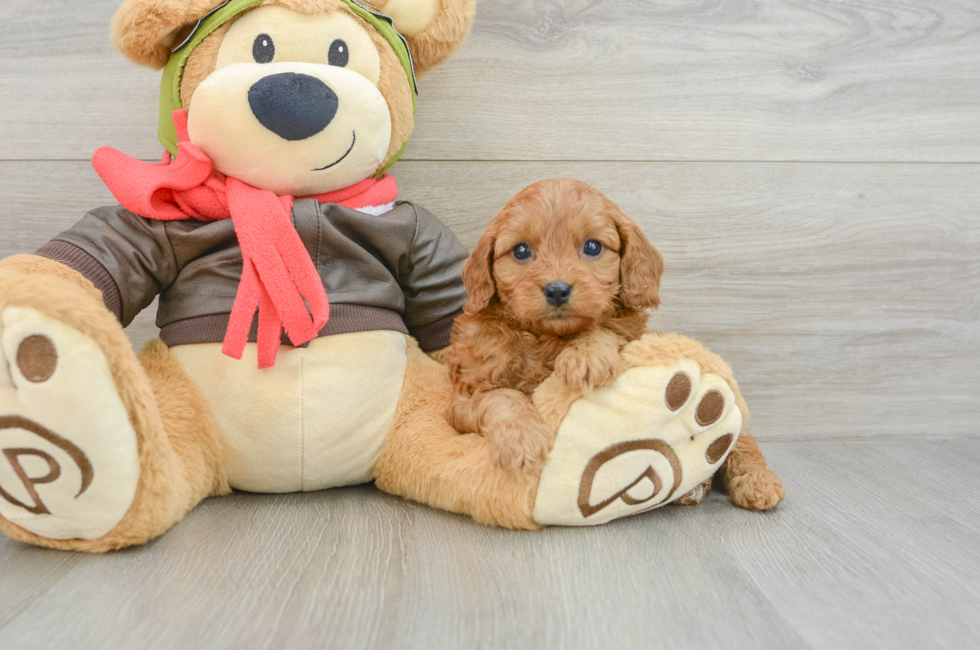 6 week old Cavapoo Puppy For Sale - Windy City Pups