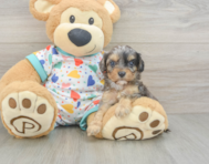 8 week old Cavapoo Puppy For Sale - Windy City Pups