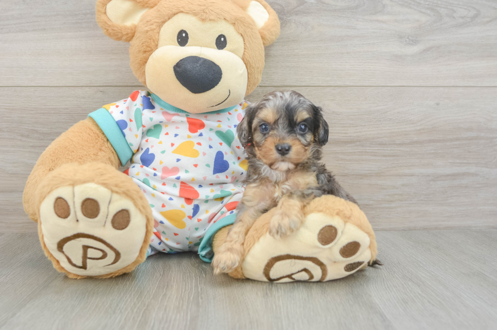 6 week old Cavapoo Puppy For Sale - Windy City Pups