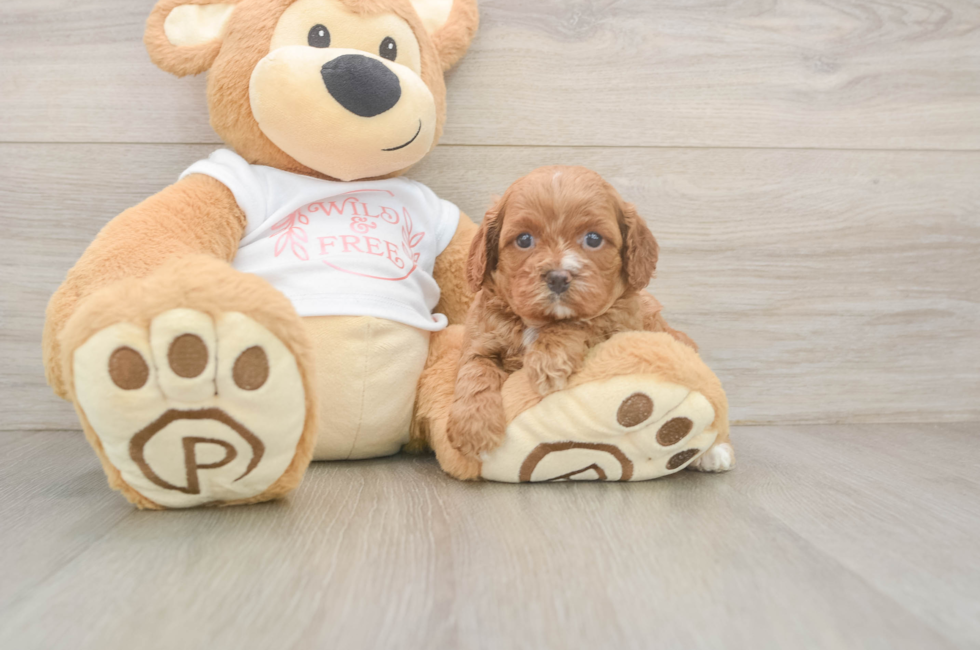 5 week old Cavapoo Puppy For Sale - Windy City Pups
