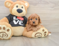 8 week old Cavapoo Puppy For Sale - Windy City Pups