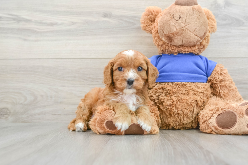 Sweet Cavapoo Baby