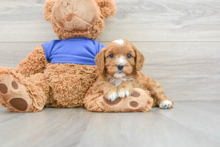 Sweet Cavapoo Baby