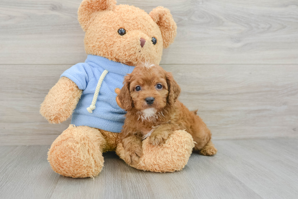 Petite Cavapoo Poodle Mix Pup