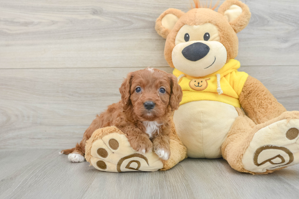 Popular Cavapoo Poodle Mix Pup