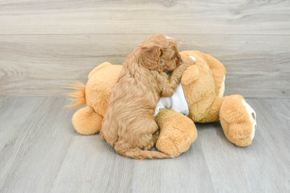 Happy Cavapoo Baby