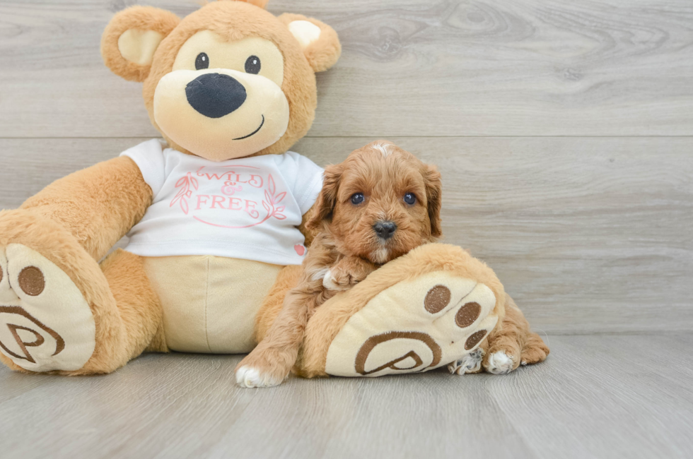 6 week old Cavapoo Puppy For Sale - Windy City Pups