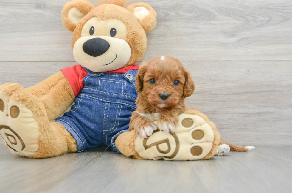 6 week old Cavapoo Puppy For Sale - Windy City Pups