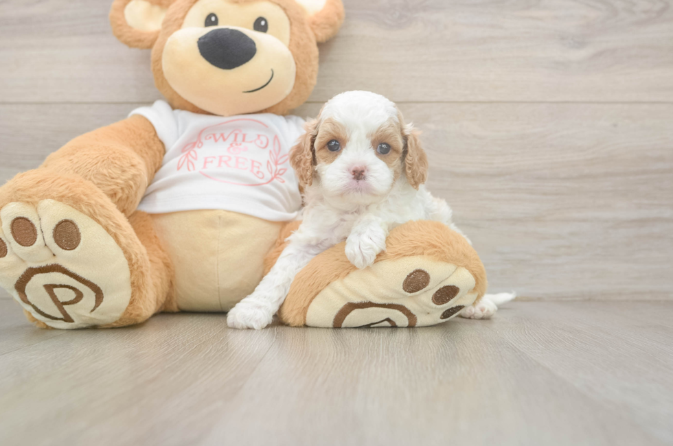 5 week old Cavapoo Puppy For Sale - Windy City Pups