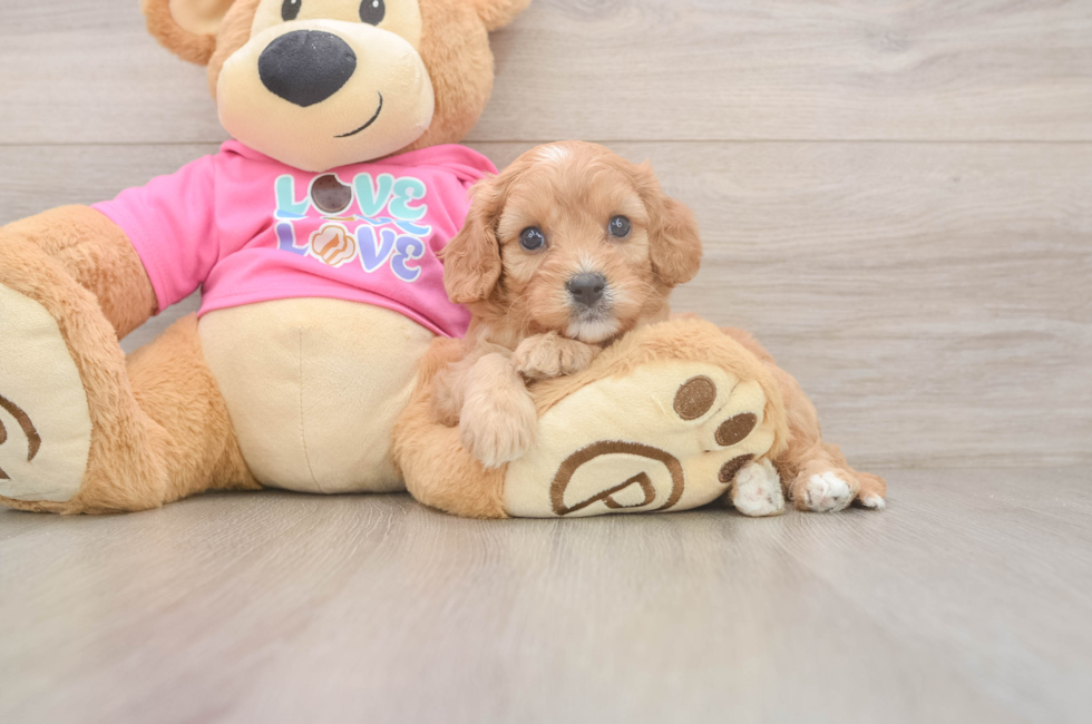 5 week old Cavapoo Puppy For Sale - Windy City Pups