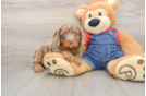 Cavapoo Puppy for Adoption