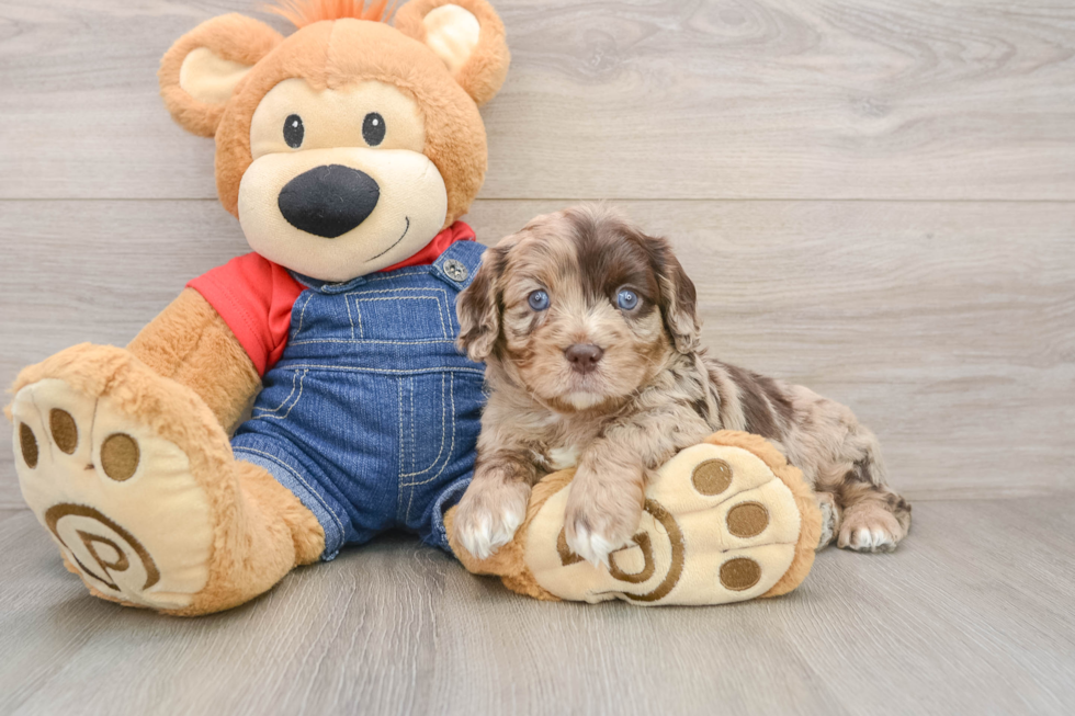 Hypoallergenic Cavadoodle Poodle Mix Puppy