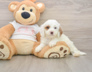 7 week old Cavapoo Puppy For Sale - Windy City Pups