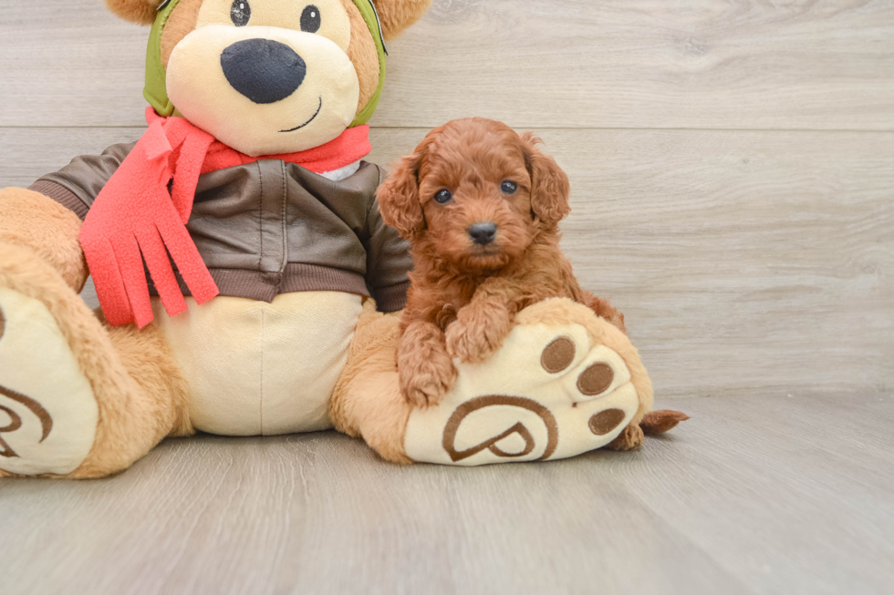Best Cavapoo Baby