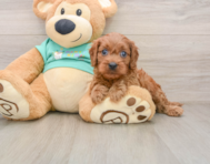 9 week old Cavapoo Puppy For Sale - Windy City Pups