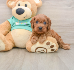 9 week old Cavapoo Puppy For Sale - Windy City Pups