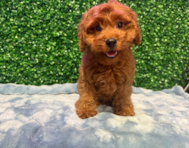 12 week old Cavapoo Puppy For Sale - Windy City Pups